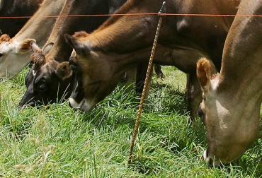 Los ganaderos suelen emplear diferentes tipos de pastoreo sin conocer sus ventajas o incluso el nombre de cada sistema. Foto: fedegan.org.co Sistemas de pastoreo, sistemas de pastoreo ganadería, sistemas de pastoreo artículo, pastoreo inteligente, sistemas de pastoreo Fedegán, sistemas de pastoreo Colombia, tipos de pastoreo, CONtexto ganadero, ganaderos Colombia