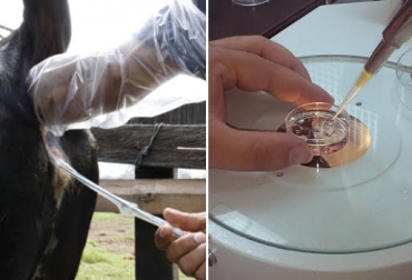 Los procesos buscan obtener animales adaptados al trópico y hembras con buenas producciones de leche. Foto: inta.gob.ar / youtube.com. inseminación artificial, inseminación artificial a tiempo fijo, fertilización in Vitro, norte de santander, Gyr, Guzerá, gyr en norte de santander, guzerá en norte de santander, mejoramiento genético en norte de santander, CONtexto ganadero, ganadería colombia