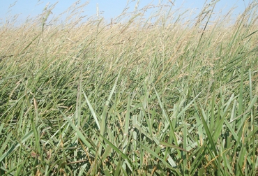 La brachiaria humidícola cv. llanero o Dictyoneura es mejor principalmente en equinos. Foto: sementesplante.com.br Diferencias humidícolas, Pasto Humídicola llanero, pasto humídicola llanero, propiedades pasto humídicola llanero, propiedades pastos humidícolas, forraje Pasto humídicola llanero, propiedades nutricionales Pasto humídicola llanero, formas de suministrar el pasto Pasto humídicola llanero al ganado, parámetros productivos del Pasto Dictyoneura, CONtexto ganadero, ganaderos Colombia