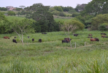Los planes sanitarios de otras empresas ganaderas no se pueden copiar o replicar en su finca. Foto: Fedegán plan sanitario, plan sanitario de la Ganadería Gualanday, Ganadería Gualanday, gira técnica en Fedegán, gira técnica en Fedegán en Córdoba, CONtexto ganadero