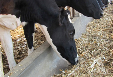 La importancia de balancear una ración: sólo una ración balanceada le permite a la vaca producir hasta su pleno potencial genético. Foto: PERULACTEA Ración balanceada: Los desequilibrios tienden a afectar más a aquellos animales que tienen un potencial genético alto.
