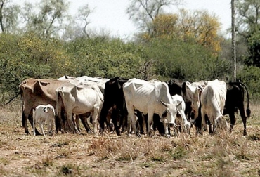 La invitación para los ganaderos es a que se preparen desde ya para la temporada seca. Foto: actualidadganadera.com efectos del verano en la ganadería, ganadero prepárese para el verano, recomendaciones para afrontar el verano, conservar alimento para el ganado, conservar agua para el verano, plan sanitario para el ganado, CONtexto ganadero