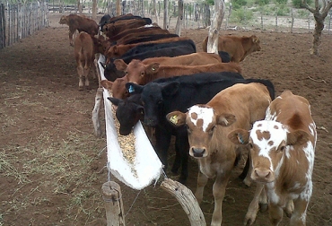 Los ganaderos deben tener claro que es de vital importancia suplementar a los terneros. Foto: inta.gob.ar suplementación del ternero, suplementación del ternero con granos, suplementación del ternero con concentrados, alimentación del ternero, manejo del ternero, CONtexto ganadero
