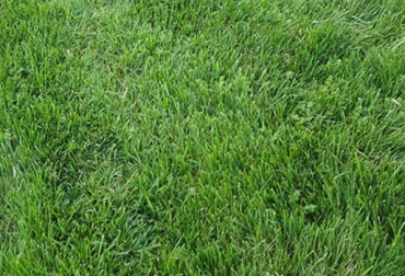 La mezcla Titán Blend Dry (foto) está compuesta de ryegrass anual, italiano, azul orchoro y carretón rojo. Foto: titanfescue.com. Mezclas Pasto ryegrass, pasto ryegrass, tipos de pasto ryegrass, pasto raigrás, tipos ryegrass, ryegrass Colombia mezclas, ryegrass Titán Blend Forage, ryegrass Titán Blend Milk, ryegrass Titán Blend Dry, Nutriforage, CONtexto ganadero, ganaderos Colombia