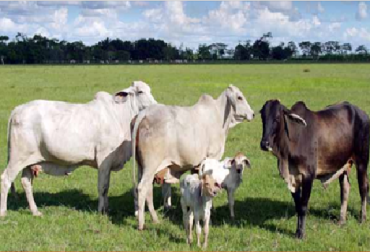 Barry Bradford, especialista en inmunología de la Universidad Estatal de Kansas, desarrolló una lista de cinco estrategias principales para ayudar a las vacas que se encuentran en los días del periparto. Foto: Cortesía. Condición corporal, instalaciones, antioxidantes, dietas aniónicas, estímulo a la inmunidad, son los aspectos a tener en cuenta en los días del periparto