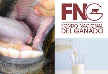 Las situaciones que se vienen presentando en las últimas semanas han generado zozobra entre los ganaderos. Foto: fitnessrevolucionario.com / Fedegán / homeopatia-unicistafich.blogspot.com. primer semestre de 2017, primeros 6 meses 2017, ganaderos de colombia, ganadería colombia, Fiebre aftosa, enlechada, Crisis lechera, fiebre aftosa en arauca, crisis lechera en colombia, CONtexto ganadero, fedegan
