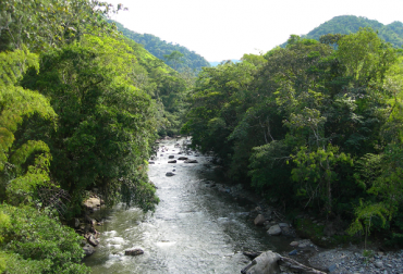 El bosque ribereño cumple importantes funciones de regulación de caudales, estabilización de taludes, prevención de la erosión, retención de sedimentos, contribución al mejoramiento de la calidad del agua y albergue abundante de flora y fauna silvestre. Foto: Proyecto Ganadería Colombiana Sostenible Proyecto Ganadería Colombiana Sostenible, Manual de usos de la Tierra, Andréz Zuluaga Coordinador Proyecto GCS, CONtexto ganadero, acacia negra ganadería Colombia