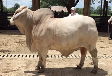 El peso promedio de destete de los machos puros de la ganadería Río Grande es de 283 kilos entre los 7 y 8 meses de edad. Foto: facebook.com/federacioncolombianadeganaderos toro Brahman, características del toro ideal Brahman, raza bovina para carne, CONtexto ganadero