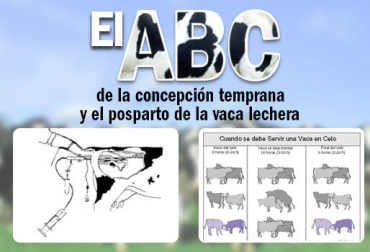 Al finalizar el Periodo de Espera Voluntario, la vaca debe estar fisiológicamente lista para concebir y mantener una preñez, pero puede estar afectado por problemas del periparto asociados a la Involución Uterina y a la Actividad Ovárica. Foto: jairoserrano.com - contextoganadero.com Juan José Molina Echeverri MVZ Asesor MSD Salud Animal Colombia, El período de espera voluntario, Anestro, CONtexto ganadero, ganadería Colombia