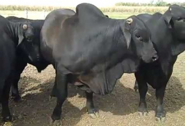 Expertos señalan que el Angus por Brahman se ha venido posicionando como un cruce ideal para carne en el trópico bajo. Foto: youtube.com cruces de ganado para carne, ganado para trópico bajo, Brahman por Angus, manejo animal, CONtexto ganadero