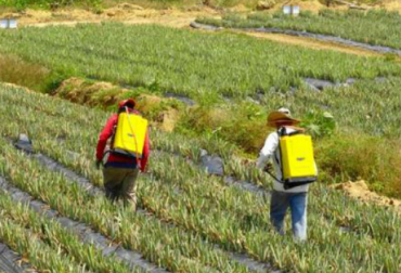 Con uso de bacterias se busca promover el crecimiento vegetal y reducir la utilización de fertilizantes químicos. Foto: Minagricultura Bacterias promotoras del crecimiento vegetal, reducción de la utilización de fertilizantes, fijación de nitrógeno en el suelo, recuperación de suelos, implementación de sistemas silvopastoriles, trabajo de Corpoica, investigación de Corpoica, CONtexto ganadero