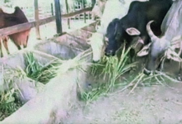 Algunas de las principales bondades de la caña de azúcar es que brinda buenas proporciones de energía y fibra a los animales. Foto: Youtube.com caña de azúcar, cogollo caña de azúcar, alimento para bovinos, alimentación bovina, nutrición bovina, energía y fibra, ensilaje de azúcar, ganaderos de colombia, CONtexto ganadero.