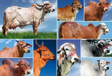 Conozca los ejemplares que tienen ABS y Ganexpo a su disposición. Foto: Cortesía. Genética bovina, mejoramiento genético, Ganadería, toros, toros de alta genética, genética abs, toro gengis khan, toro Rausor, toro Vencius, toro Felicio, Toro Hyank, CONtexto ganadero, ganadería colombia