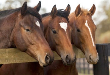Los equinos ya no solo se tienen en cuenta para montarlos, sino que se está haciendo una gran apuesta para identificar y mejorar las debilidades que tienen estos animales. Foto: pinterest.com Mejoramiento genético de equinos, equinos para vaquería, yeguas para vaquería, CONtexto gandero