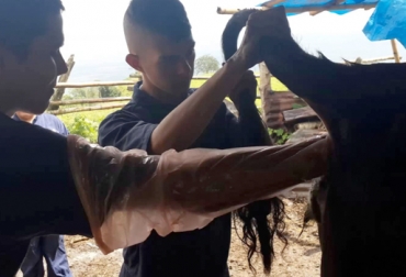 La palpación rectal es un método físico para detectar preñeces en bovinos, aunque no solamente tiene esa función. Foto: youtube.com 4 objetivos palpación rectal, los objetivos de la palpación rectal, palpación rectal en bovinos, detección temprana gestación bovinos, César Gómez palpación rectal, CONtexto ganadero, ganaderos colombia