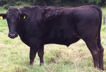 El animal de la línea genética Tajima, va a ser sacrificado hoy y su desposte final será en 48 horas. Foto: Cortesía. wagyú, ganado wagyú, raza wagyú línea tajima, tajima wagyú, Asowagyú, Asowagyú Colombia, Asociación Wagyú de Colombia, EFEGE, Frigorífico Guadalupe, Grupo Seratta, Alejandro Velezmoro, Jairo Palacios, Juan Manuel Reyes Nieto, ganadería colombia, contexto ganadero