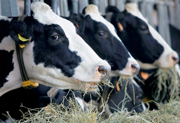 La adición de grasas se hace generalmente en vacas de alta producción. Foto: actualidadganadera.com Grasas en dietas de rumiantes, adición grasas dieta rumiantes, uso grasas alimentación bovinos Colombia, adición grasas dieta bovinos detalles, recomendaciones adición grasas dietas bovinos, CONtexto ganadero, ganaderos Colombia