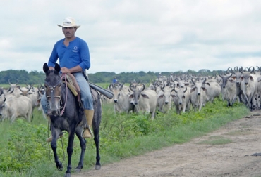 El encargado del ganado debe ser una persona segura y calmada y debe tener conocimientos básicos sobre etología o comportamiento bovino. Foto: inpsasel.gob.ve encargado del ganado, operario del ganado, vaquero en la finca, características del vaquero, manejo del ganado, bienestar animal, CONtexto ganadero