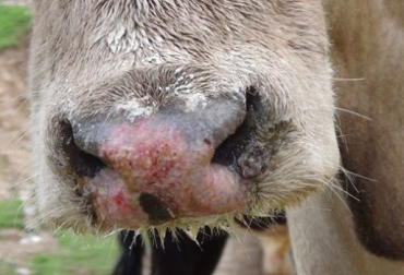 Las alertas tempranas que emitió Fedegán buscaban evitar el panorama que actualmente padece la ganadería nacional. Foto: Panaftosa. aftosa, Ministerio de Agricultura, ICA, fedegan, COHEFA, GIEFA, PANAFTOSA - OPS/OMS, COSALFA, PHEFA, CONtexto ganadero, ganadería colombia