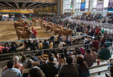 Al llegar a Agroexpo se aplicarán protocolo de desinfección para estableros o vaqueros, que son las personas que permanecen durante la feria con los animales y los alimentan. Foto Agroexpo Agroexpo 2017, protocolos sanitarios, CONtexto ganadero, ganadería Colombia