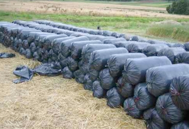 Ganadero, aproveche la época de lluvia para almacenar alimento