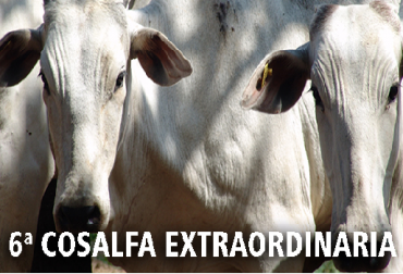 La reunión se celebrará el próximo 21 de julio de 2017, en Brasília, Brasil, con el fin de conocer las medidas sanitarias que el ICA ha desplegado en la contención de esta emergencia, los resultados de la investigación epidemiológica y de laboratorio, y evaluar y comunicar el riesgo. Ilustración: paho.org/panaftosa. Aftosa, aftosa en Colombia 2917, Asonormando, Asocebú, Asowayu, AsoJersey, Analac, COSALFA, CONtexto ganadero, ganadería Colombia