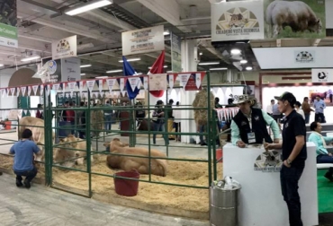 El criadero Vista Hermosa hace presencia en Agroexpo. En el centro de la imagen, está Marsellesa, el primer embrión francés de Blonde d'Aquitaine nacido en Colombia. Foto: facebook.com Blonde d’Aquitaine, embriones Blonde d’Aquitaine Criadero Vista Hermosa, Vista Hermosa Puerto Caldas Risaralda 2017, Asociación Colombiana de Criadores de Ganado Blonde d’Aquitaine 2017, Embriones traídos de Francia Blonde d’Aquitaine 2017, CONtexto ganadero, ganaderos colombia