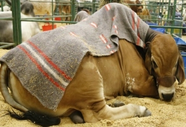Las medidas de cuidado de los animales más grandes son altas, toda vez que se debe controlar que no bajen ni suban su peso. Foto: Agroexpo. agroexpo 2017, bienestar animal en un recinto ferial, 7 pasos que garantizan el bienestar animal en un recinto ferial, CONtexto ganadero, ganadería colombia