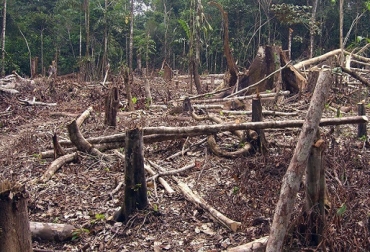 Los cultivos ilícitos son unas de las razones para la deforestación en el país. Foto: mundo.sputniknews.com. deforestación, deforestación colombia, zonas deforestadas en Colombia, ganadería colombia, Ministerio de Ambiente, protección del medio ambiente