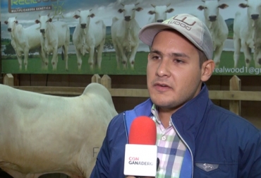 El asesor técnico Marcelo Loprete Torres trabaja con la empresa Real Wood para ofrecer ganados Nelore de excelente calidad. Foto: CONtexto ganadero Bovinos Nelore en Colombia, raza Nelore en Colombia, raza Nelore, empresa Real Wood Nelore, Real Wood Colombia Nelore, ganadería Nelore en Colombia, parámetros productivos del Nelore, características del Nelore, CONtexto ganadero, ganaderos Colombia