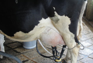 Nutrición, genética y menos tiempo de preñez, recomienda Pietro Baruselli, médico veterinario Foto CONtexto ganadero Brasil, Sociedad Brasilera de Embriones, Pietro Baruselli MV, Agroexpo, CONtexto ganadero, ganadería colombia