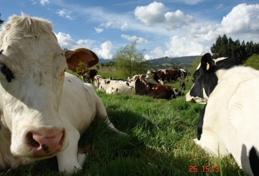 “Mejorar la genética para que produzca más leche ha permitido que fluyan las características propias de la raza normanda”, Kevin Brodu. Foto: CONtexto ganadero. Normanda,Grand Champ Des Fontaines,genética,producción,leche,raigras,CONtexto Ganadero