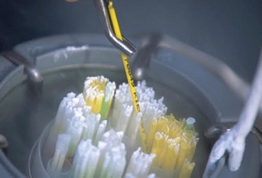 “Realicé 200 inseminaciones de las cuales obtuve preñez en 46 novillas y en 41 vacas”, Oscar Barón. Foto: web.altagenetics.com semen,conservacion,congelamiento,refrigeración,temperatura,preñez,CONtextoganadero