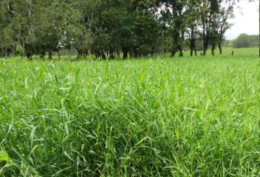 Escoger una buena pastura depende de otros factores y no siempre están relacionados con una semilla de alta calidad. Foto: Cultura Empresarial Ganadera. pasturas, pasturas adecuadas para ganadería, pastos para producción ganadera, forrajes para el ganado, semillas para ganadería, semillas para pasturas, pasturas ganaderas, ganadería colombia, contexto ganadero