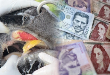 “¿Quién responde a los ganaderos por las pérdidas?”, Oscar Cubillos, de Fedegán. Foto: CONtexto ganadero. ganado gordo,fiebre aftosa,Uruguay,Paraguay,precios,sacrificio,perdidas,CONtexto ganadero