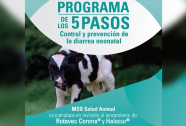 Los laboratorios MSD lanzan el programa de 5 pasos para evitar y controlar la diarrea neonatal. Foto: MSD Salud Animal 5 pasos prevención control diarrea neonatal, diarrea neonatal, plataforma neonatal, MSD Salud Animal, plataforma neonatal MSD Colombia, prevenir y controlar diarrea en terneros, diarrea neonatal, Contexto ganaderos, ganaderos Colombia