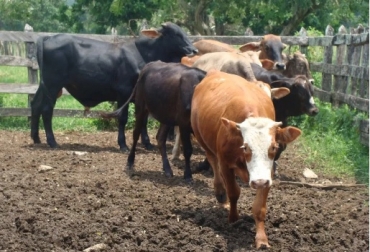 El ICA identificó igualmente más de 2.500 predios, desde los cuales se estaría favoreciendo la legalización de animales. Foto: tierrafertil.com.mx Corrupción, corrupción ICA, Guías Sanitarias, demandas, Contrabando, contextoganadero