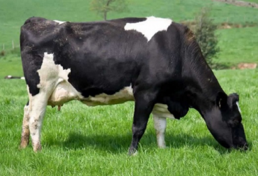 Los bovinos alimentados solamente con pasto presentan menores porcentajes de ácidos grasos saturados (AGS) en la carne que los bovinos en confinamiento. Foto: youtube.com Ácidos grasos en la carne bovina: confinamiento vs. Pastoreo Román David Castañeda Serrano MVZ, Lina María Peñuela Sierra, Engormix.com, confinamiento vs pastoreo, CONtexto ganadero, ganadería Colombia