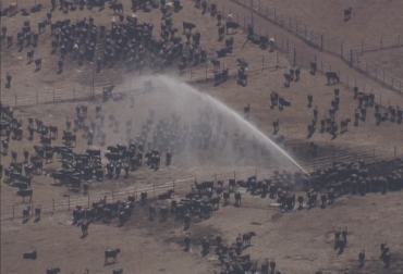 El uso de aspersores es una buena estrategia para reducir el calor corporal de los semovientes. Foto: footage.framepool.com. calor, ola de calor, estrés calórico, estrés en el ganado, mitigar el estrés calórico, reducir efectos del calor en las vacas, ganadería, ganadería colombia, contexto ganadero