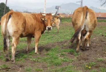 Los animales culones, como la raza Asturiana de los Valles, se caracterizan por un incremento del orden de un 20% en la masa muscular. Foto: engormix Bovinos culones, raza Asturiana de los Valles, Universidad Complutense de Madrid, miostatina, CONtexto ganadero, ganadería Colombia