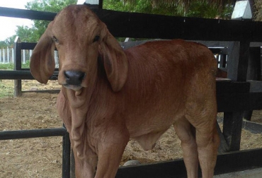 Este es el clon de la vaca 2649-07 de la ganadería El Cucharo, que aún no tiene nombre. Foto: Manuel Quiroz Clon vaca 2649-07 CDT ganadero agosto 2017, CDT de la ganadería Cesar, CDT, ganadería El Cucharo, ganadería El Cucharo clon, clonación bovina, clonación de un bovino, clonación genética en colombia, raza gyr, características fenotípicas del animal, primeros clones bovinos en Colombia, CONtexto ganadero, ganaderos Colombia
