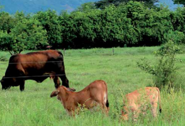 Entre mejor sea el desteto, mejor levante se logrará. Foto Carta Fedegán Nutrición terneros, terneros de levante, Carta Fedegán, Yesid Tobías Bejarano Clavijo MVZ, CONtexto ganadero, ganadería Colombia