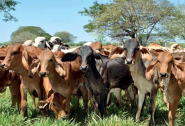 Hacer lotes con pesos semejantes. En un solo lote se encuentran novillas con pesos desde los 145 hasta los 370, señala Yesid Tobias Bejarano Clavijo, MVZ. Foto: Carta Fedegán. Nutrición terneros, terneros de levante, Carta Fedegán, Yesid Tobías Bejarano Clavijo MVZ, CONtexto ganadero, ganadería Colombia