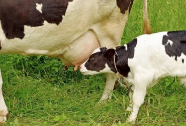 El estrés oxidativo puede afectar la productividad de su ganado. Foto: salud.carlosslim.org Estrés oxidativo en bovinos, estrés oxidativo en bovinos Colombia, factores estrés oxidativo, estrés oxidativo producción leche vacas, CONtexto ganadero, ganaderos Colombia