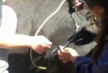Cómo funciona la fluidoterapia en bovinos? | CONtexto ganadero ...
