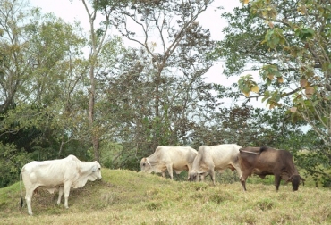 “Cada vaca debe pagarse sus costos y generar utilidad”, Rosa Inés Quevedo. Foto: CONtexto ganadero. capacitación,modernizacion,competitividad,formación,natalidad del 84%,días abiertos,CONtexto Ganadero