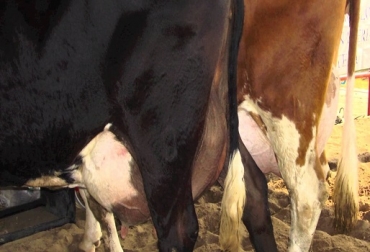 Ganadería Tesalia Baja, trabaja con razas pardo cruzado con holstein y jersey con holstein. Foto: Youtube.com Tebaida baja,circasia Quindío,Javier Londoño,leche a $1.250, insumos,jersey cruzado con holstein,CONtextoganadero