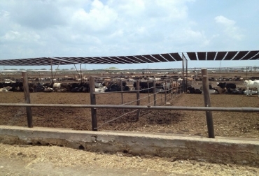 El corral alberga 3.200 cabezas de ganado de razas Pardo Suizo y Cebú que provienen del sur del Estado de Veracruz. Foto: ranchosdehoytv blogspot.com gira a méxico,fedegan,corral,rancho desposte,planta de sacrificio Papaloapan,CONtextoganadero
