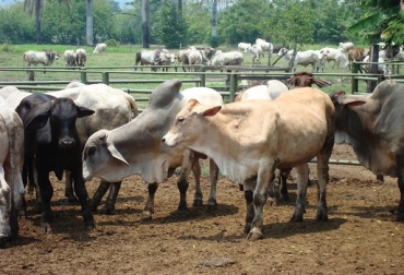 El repoblamiento bovino lo viene realizando la Universidad Cooperativa de tiempo atrás para enseñarle a los ganaderos prácticas de reproducción. Foto: CONtexto Ganadero. repoblamiento,inseminacion,productores,santander,predios,velez,CONtextoganadero