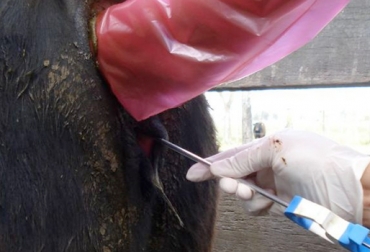 A la hora de servir a las vacas en un protocolo IATF, hay que evaluar la condición corporal de las reses y hacer palpaciones. Foto: agritotal.com IATF exitosa, protocolo IATF exitosa, Inseminación Artificial en Tiempo Fijo, IATF, Mejoramiento de cantidad y calidad de carne, protocolo IATF, incremento de producción de terneros, comercialización de carne, CONtexto ganadero, ganaderos Colombia